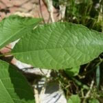Sugar Blocker Gymnema Sylvestre Control Mind: The Science-Backed Way to Tame Sugar Cravings (Without Losing Your Sanity)