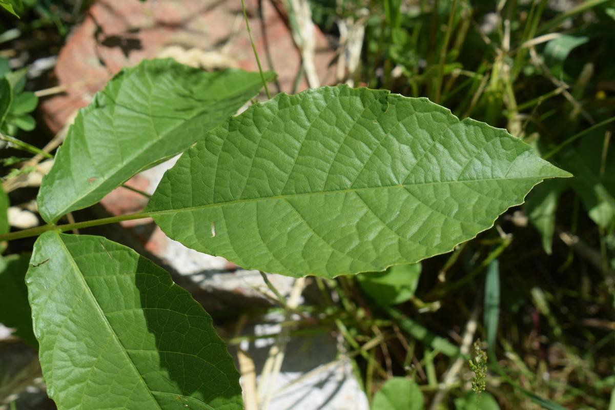 Sugar Blocker Gymnema Sylvestre Control Mind: The Science-Backed Way to Tame Sugar Cravings (Without Losing Your Sanity)