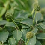 Sugar Blocker Gymnema Sylvestre Control Of Cravings: Science, Strategy & Real Results
