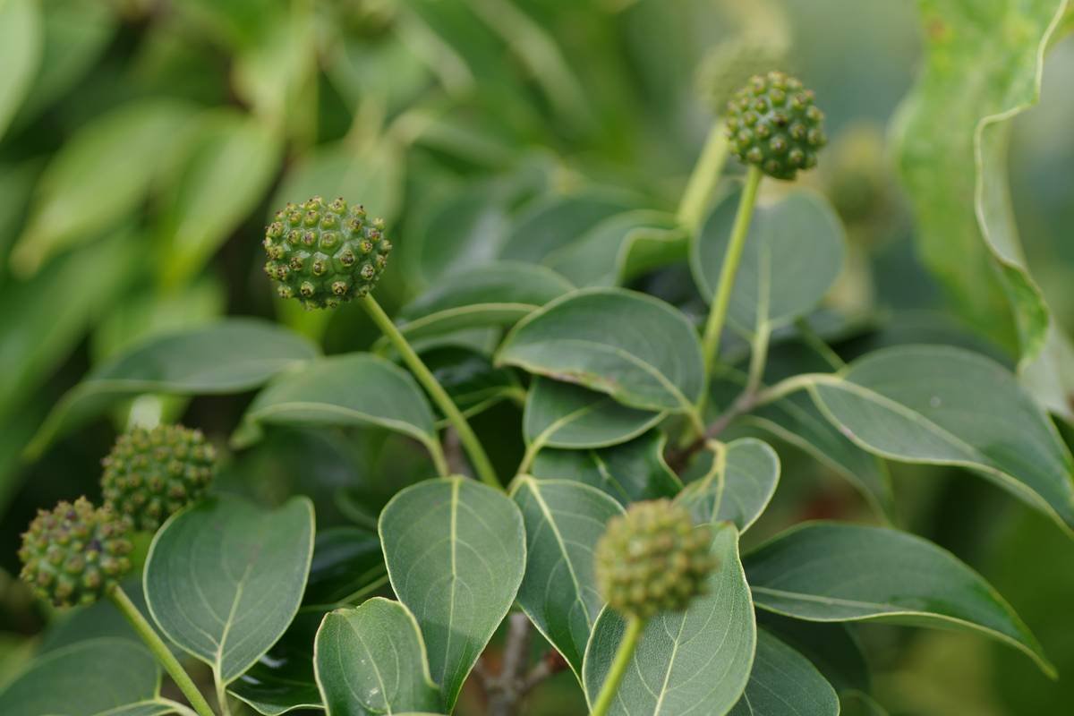 Sugar Blocker Gymnema Sylvestre Control Of Cravings: Science, Strategy & Real Results