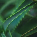 Unlock Real Results: The Science-Backed Gymnema Sylvestre Leaf Benefits for Weight Loss & Blood Sugar Balance