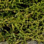 What Is a Sugar Absorption Tablet—and Can Gymnema Sylvestre Really Help Control Cravings?