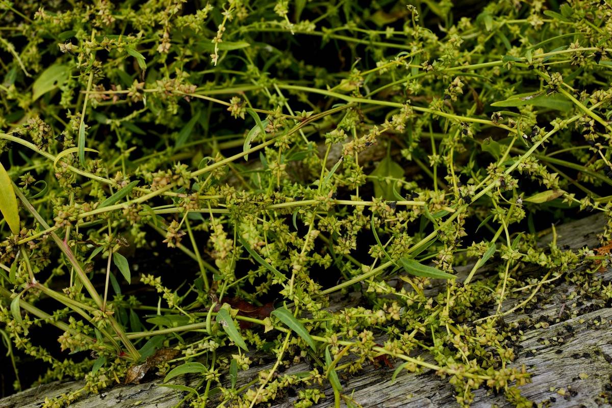 What Is a Sugar Absorption Tablet—and Can Gymnema Sylvestre Really Help Control Cravings?
