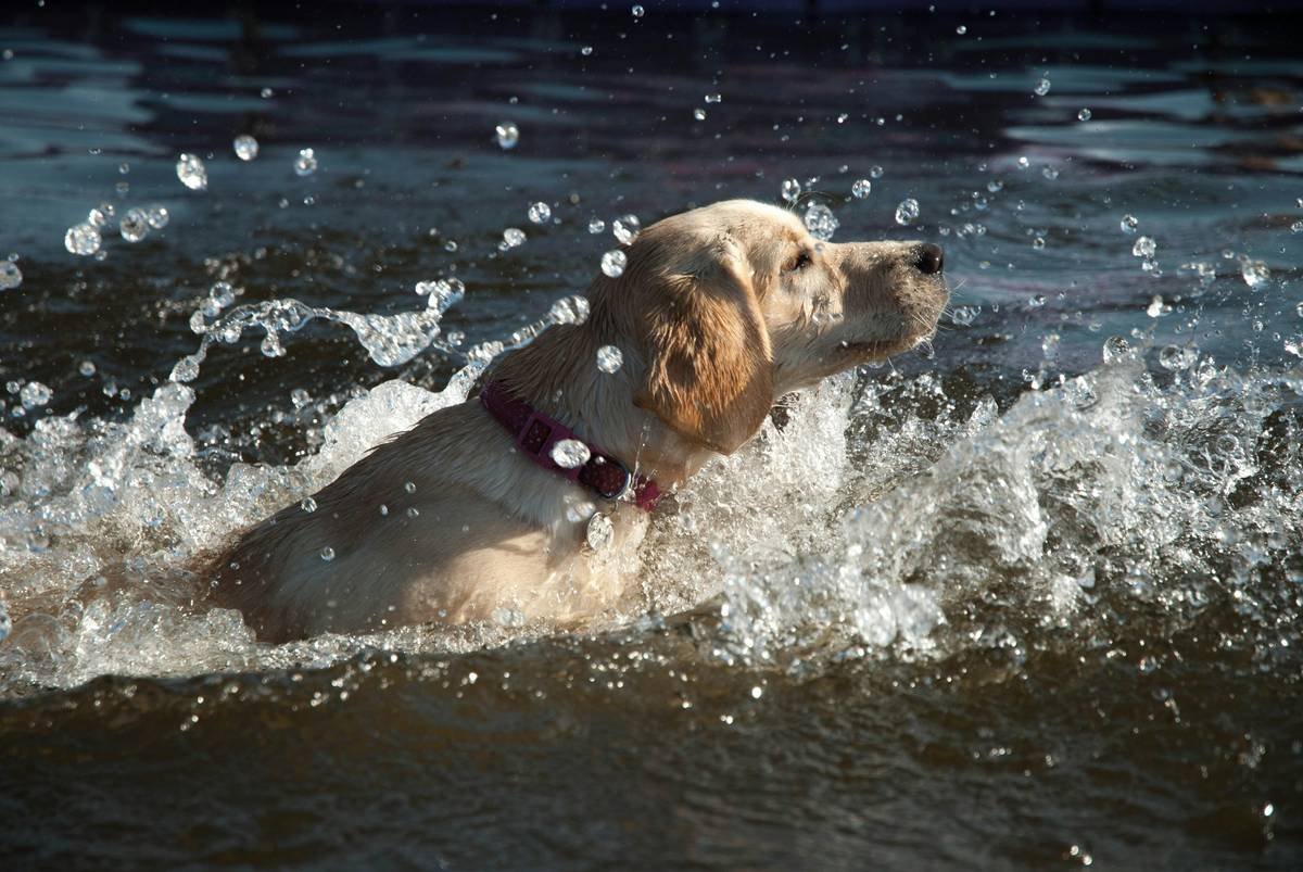 a dog is swimming in a body of water