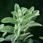 Can Gymnema Sylvestre Really Be a Diabete Aid? Here’s What Science—and My Clinic Experience—Say