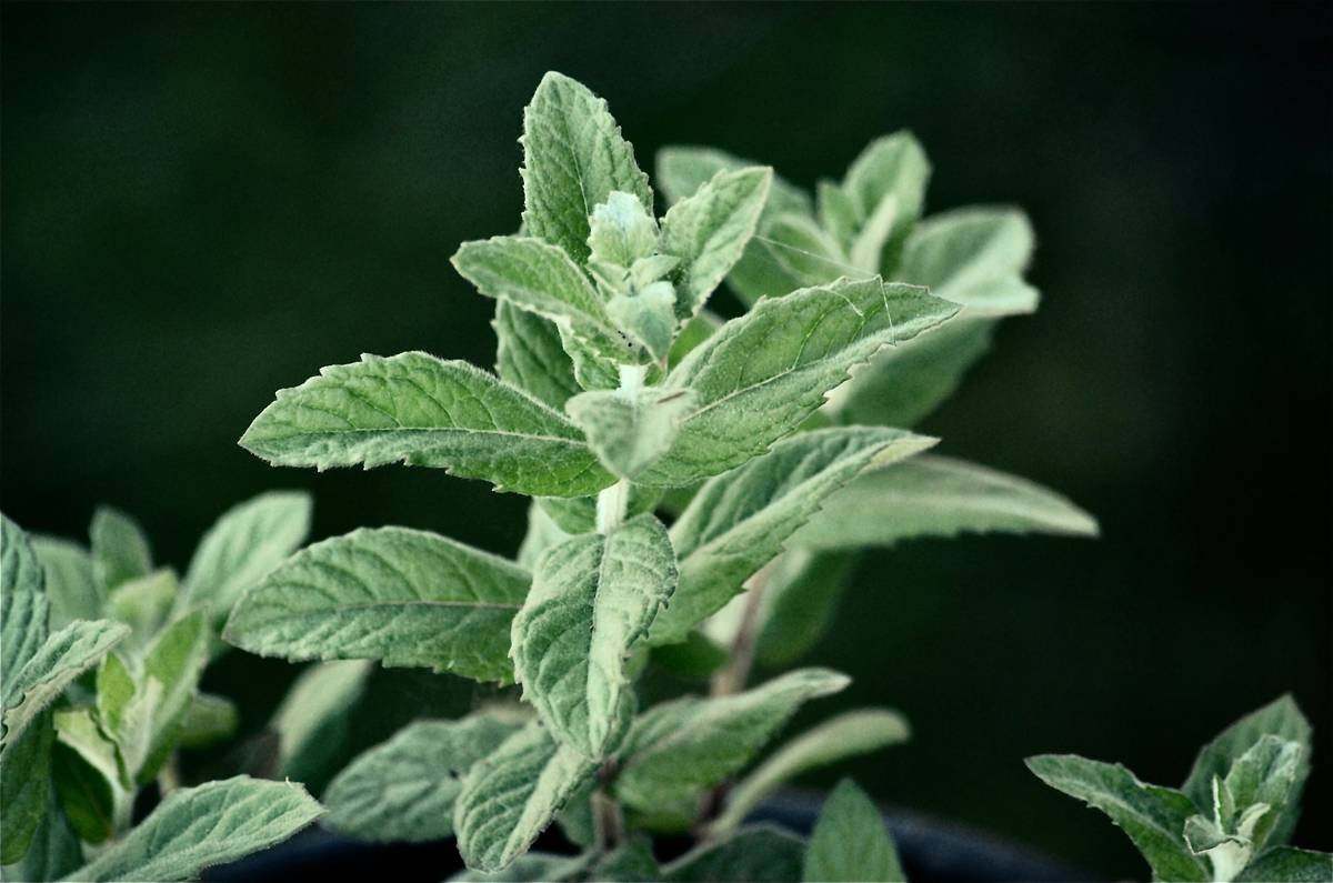 Can Gymnema Sylvestre Really Be a Diabete Aid? Here’s What Science—and My Clinic Experience—Say