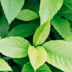 Can Gymnema Sylvestre Really Help You Reduce Weight? The Science-Backed Truth