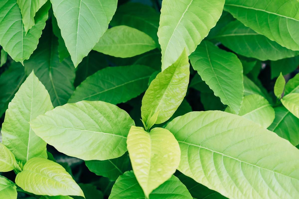 Can Gymnema Sylvestre Really Help You Reduce Weight? The Science-Backed Truth