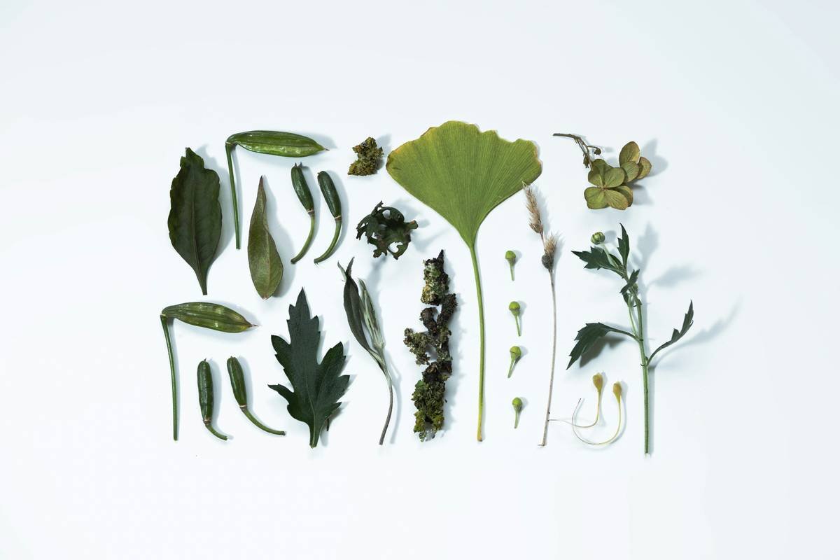 Can Weight Gymnema Sylvestre Balance Help You Lose Stubborn Pounds? Here’s What Science Says