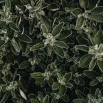 Diabete Aid Gymnema Sylvestre Response Why: The Science, Myths, and Real Blood Sugar Impact