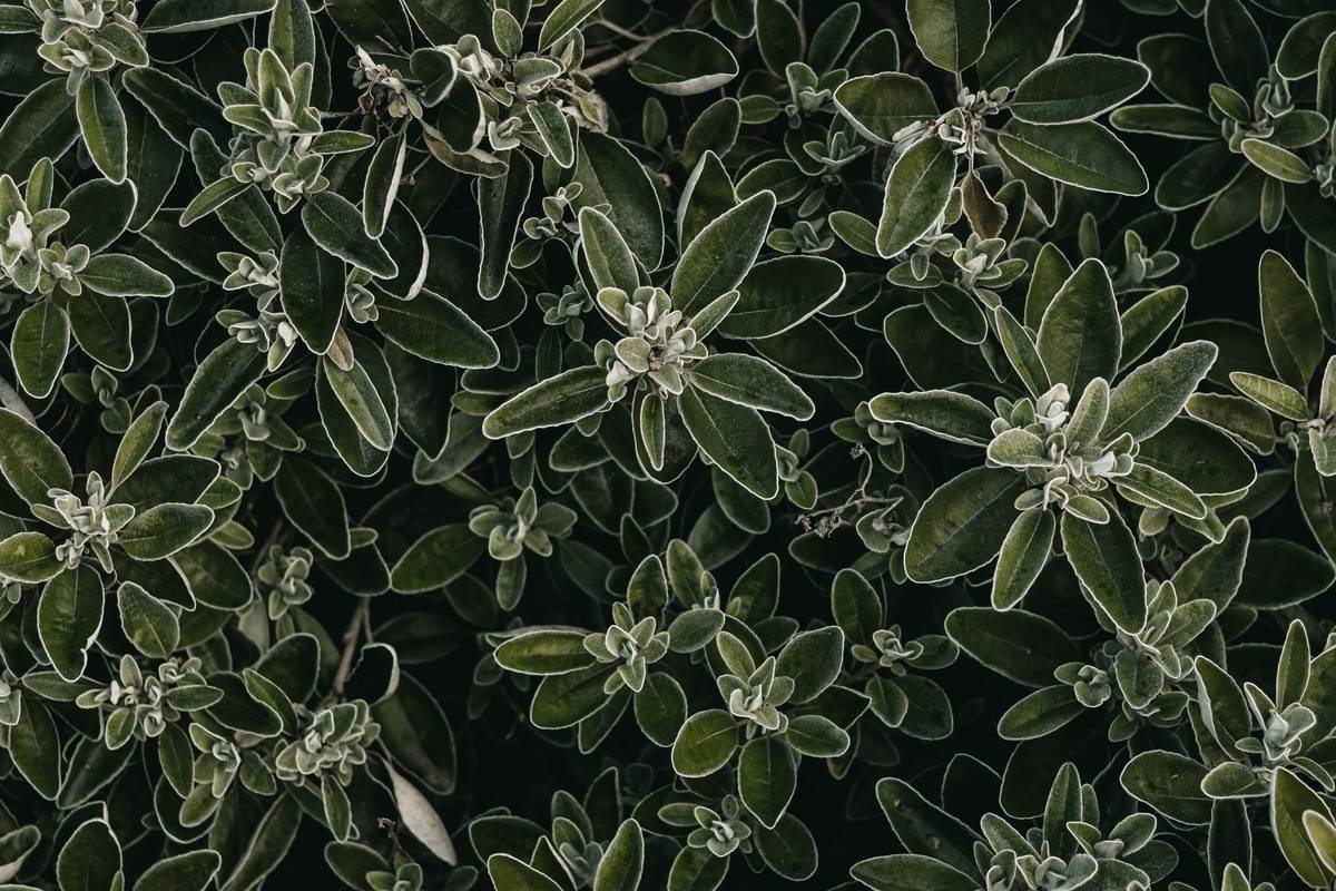Diabete Aid Gymnema Sylvestre Response Why: The Science, Myths, and Real Blood Sugar Impact