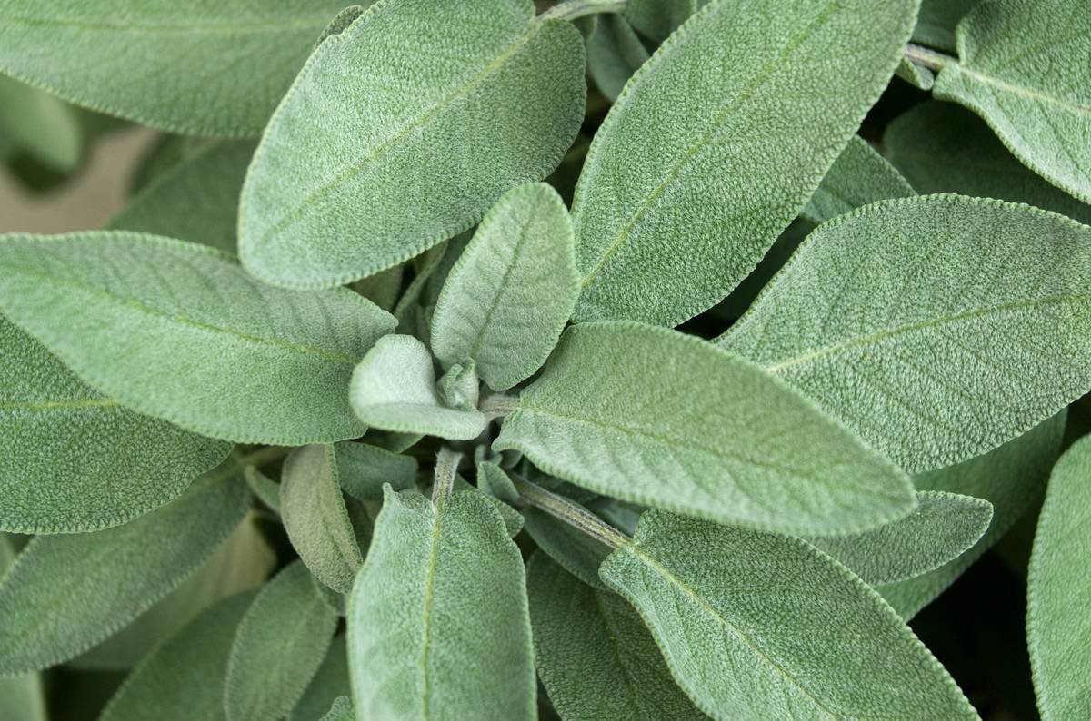 Garden sage herb plant