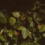 Gymnema Sylvestre Dosage and Side Effects: What Science Says (And What My Clients Actually Experience)