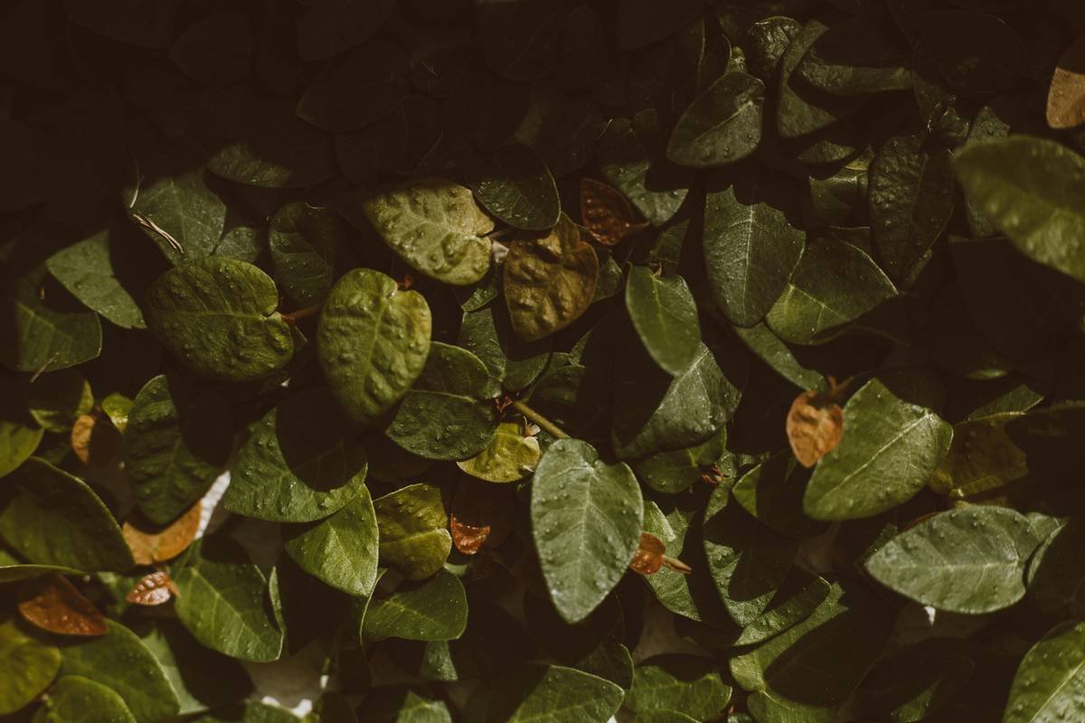 Gymnema Sylvestre Dosage and Side Effects: What Science Says (And What My Clients Actually Experience)