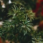 Unlock Your Weight Gymnema Sylvestre Realm: Science-Backed Truths for Real Results
