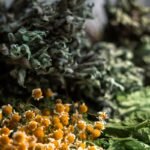 Weight Gymnema Sylvestre Control: What Science Says About This Ancient Herb for Blood Sugar & Cravings