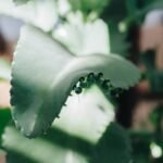Weight Gymnema Sylvestre Quality: What It Is, Why It Matters & How to Choose the Right Supplement