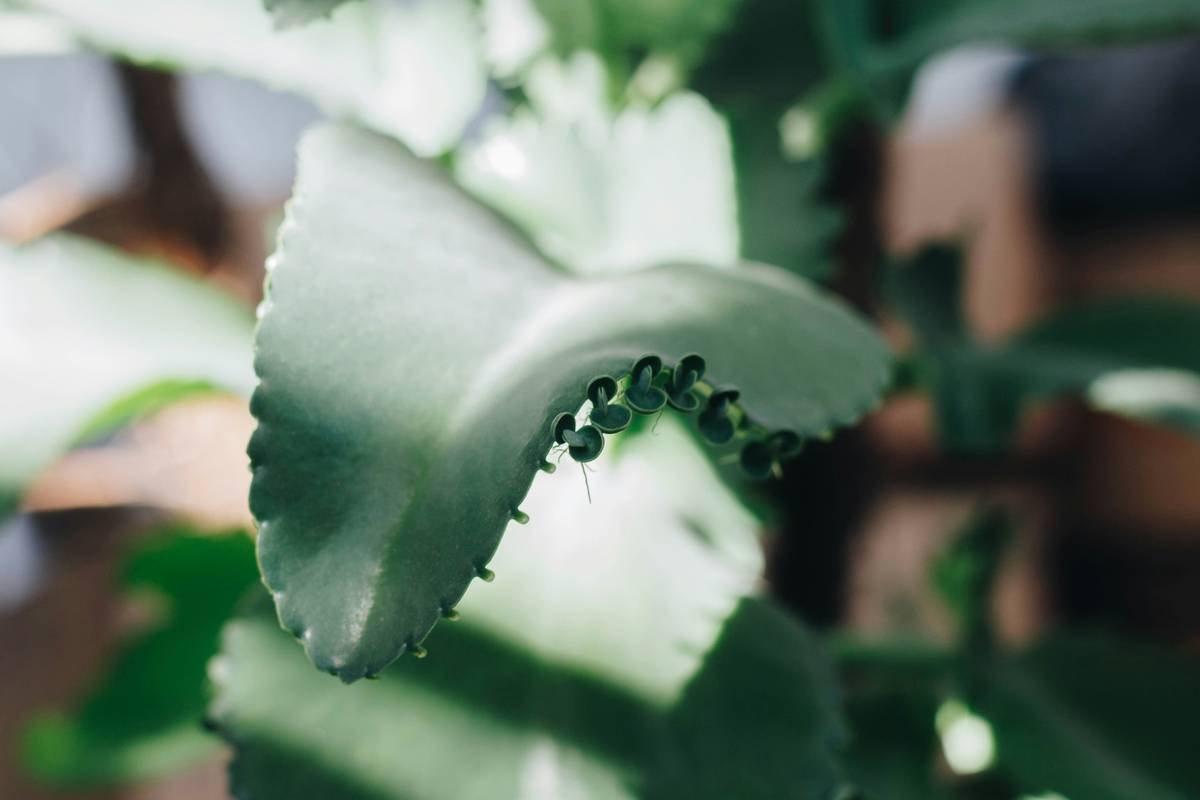 Weight Gymnema Sylvestre Quality: What It Is, Why It Matters & How to Choose the Right Supplement