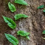 Balance Weight Gymnema Sylvestre: The Forgotten Herb That Rewires Sugar Cravings