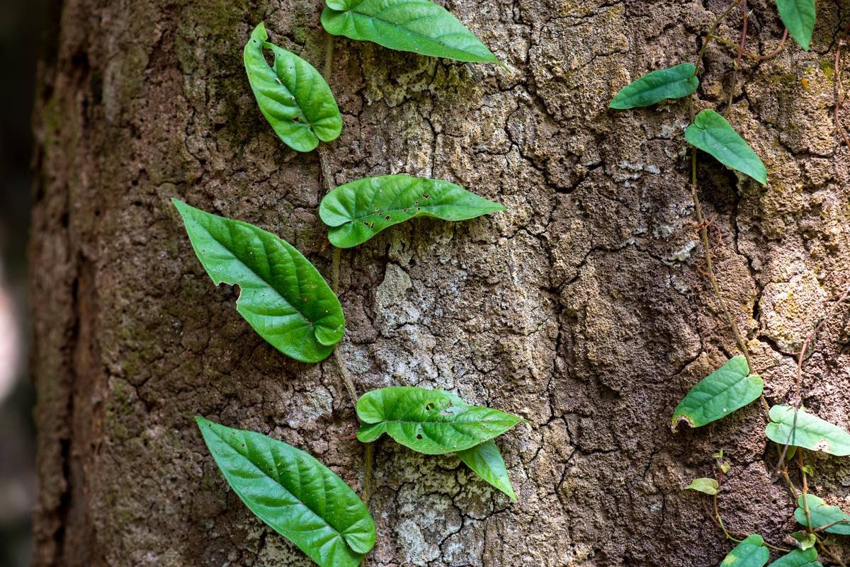 Balance Weight Gymnema Sylvestre: The Forgotten Herb That Rewires Sugar Cravings