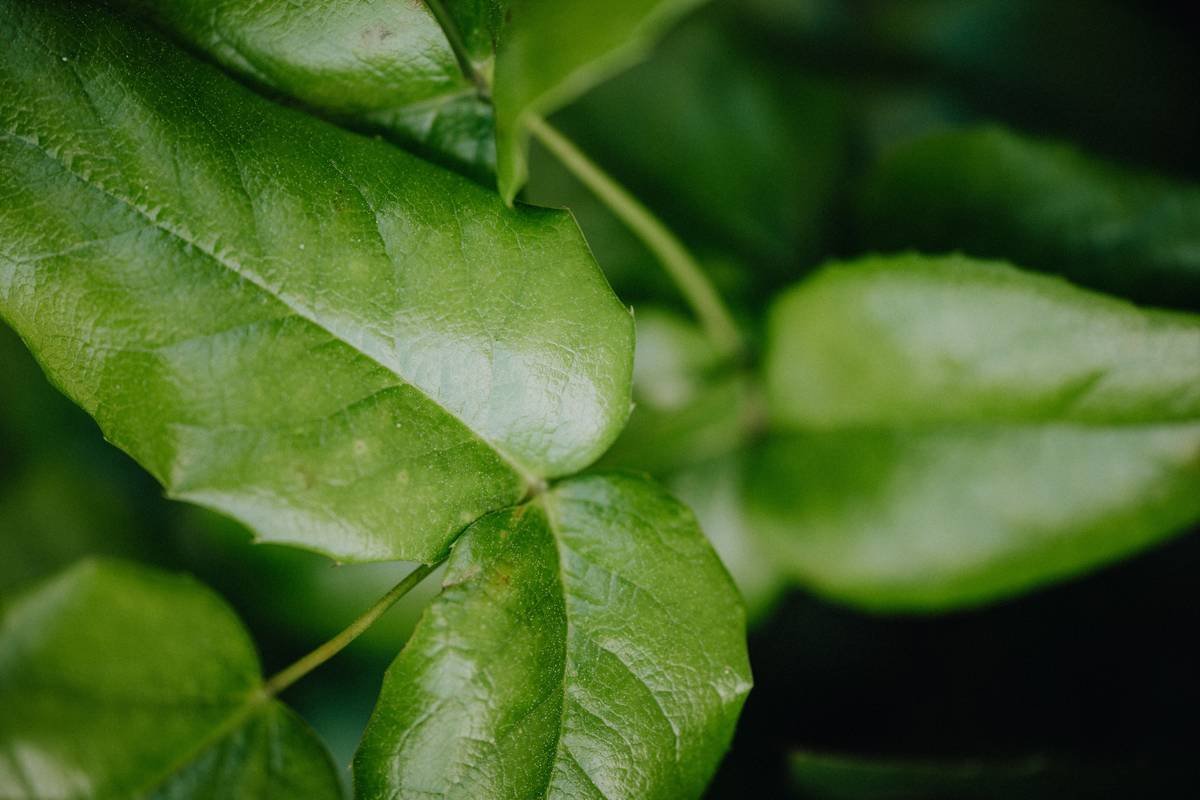 Gymnema sylvestre capsules showing glucose health benefits through reduced sugar cravings