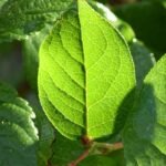harmony gymnema sylvestre: The Forgotten Herb That Resets Your Sugar Cravings