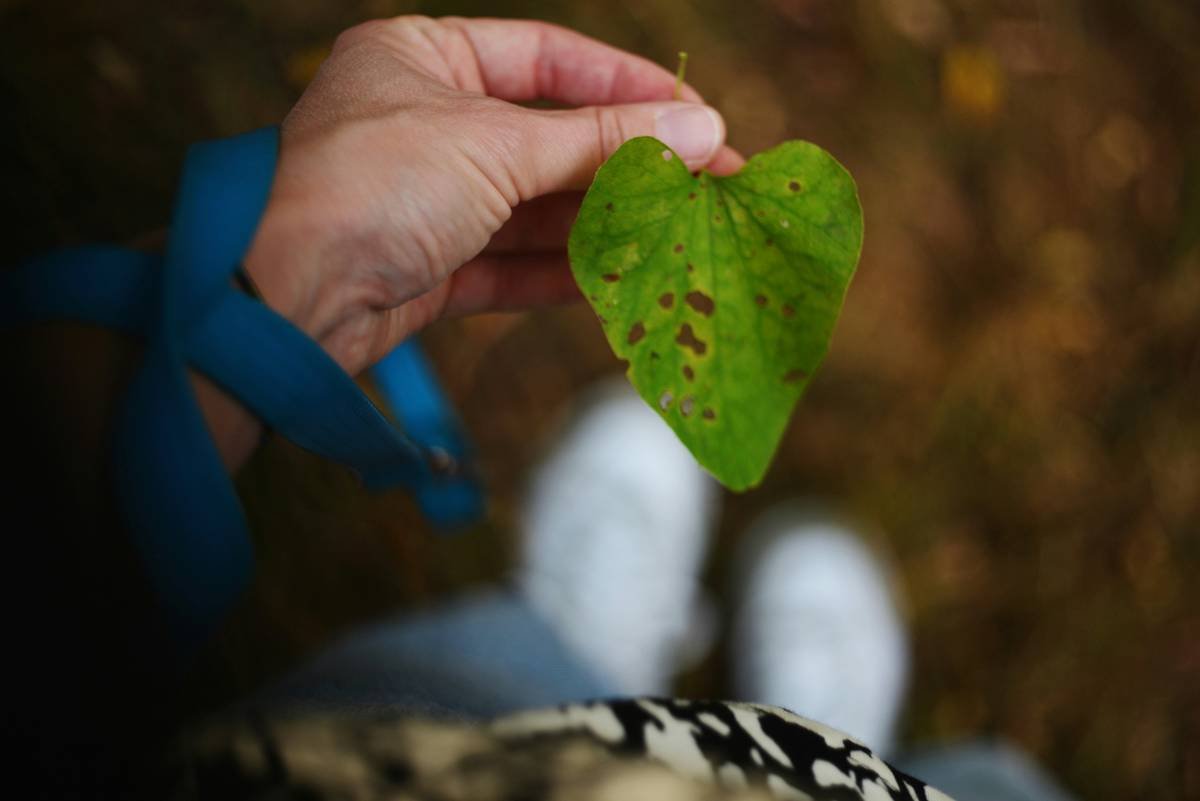 How to Maintain Weight with Gymnema Sylvestre: Science-Backed Strategies That Actually Work