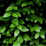 What Does Gymnema Taste Like? The Bitter Truth Behind Nature's Sugar Blocker