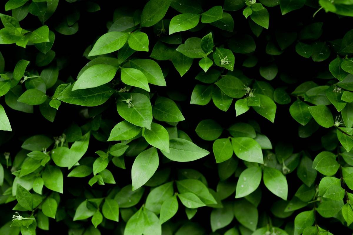 What Does Gymnema Taste Like? The Bitter Truth Behind Nature's Sugar Blocker