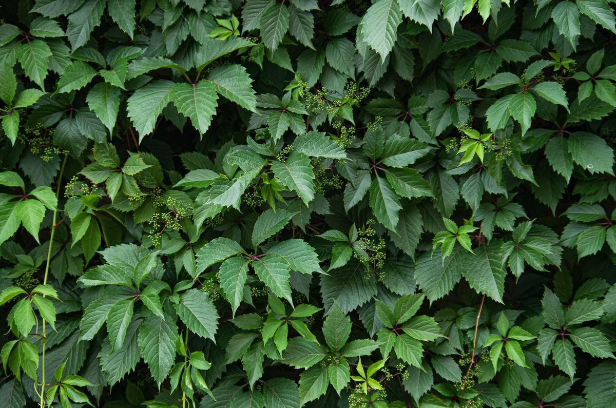 What Is Sugar Blocker Gymnema Sylvestre Benefit What? Your Science-Backed Guide to Craving Control