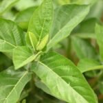 Diabete Aid Gymnema Sylvestre Benefit What: 7 Proven Ways to Avoid Costly Mistakes