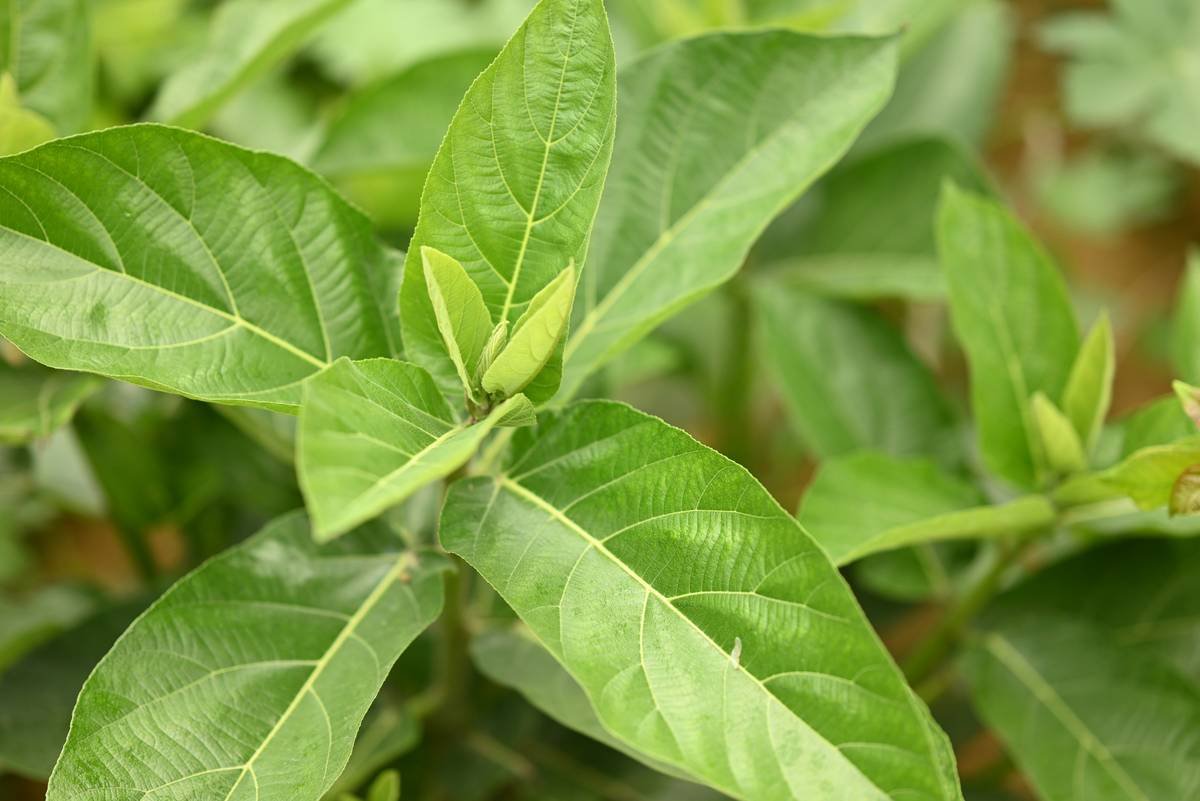 Diabete Aid Gymnema Sylvestre Benefit What: 7 Proven Ways to Avoid Costly Mistakes