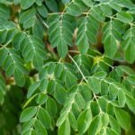 Gymnema Benefits and Side Effects: What Your Doctor Won’t Tell You About This Ancient Sugar Blocker