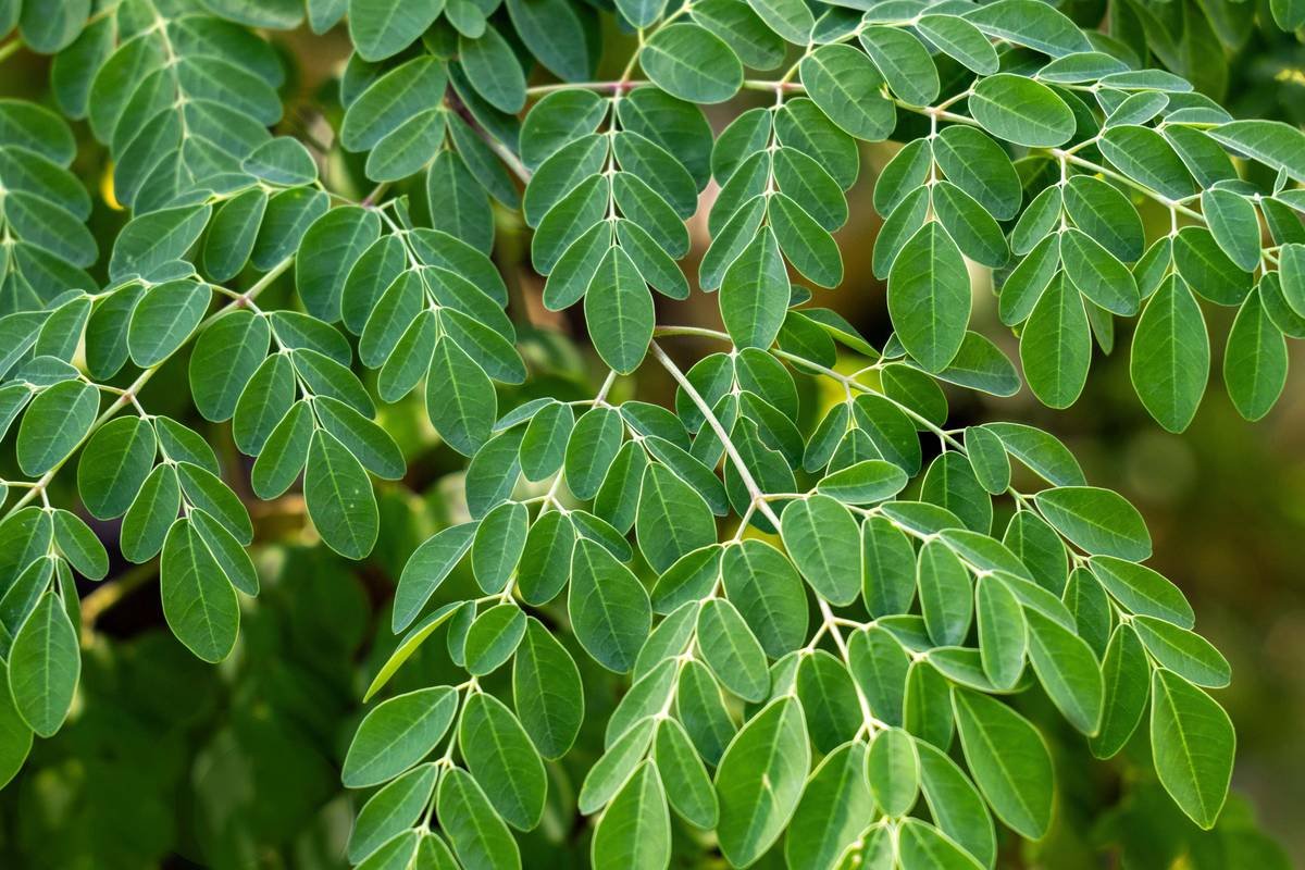 Gymnema Benefits and Side Effects: What Your Doctor Won’t Tell You About This Ancient Sugar Blocker