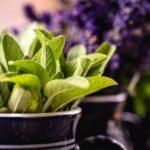 Gymnema Sugar Cravings: 7 Proven Ways to Crush Sweet Urges Naturally