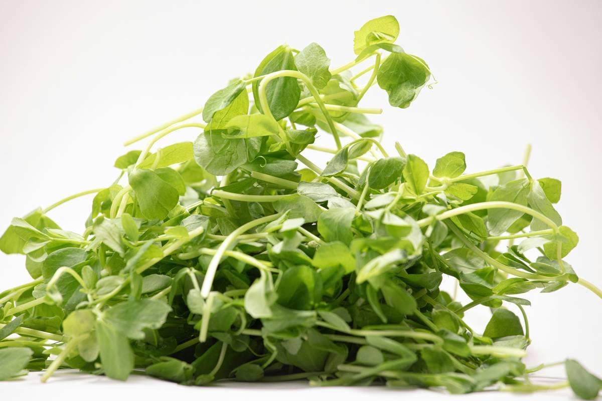 Bottle of now gymnema sylvestre supplement next to fresh Gymnema sylvestre leaves on wooden table
